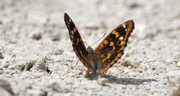 ‫فراشة الإمبراطور الأرجواني