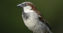 عصفور الدوري الشائع