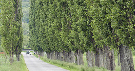 أشجار الحور السوداء