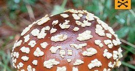 فطر أمانيت الذباب