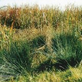 مرج ملئ بالسعادي