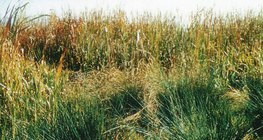 مرج ملئ بالسعادي