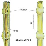 Szalmaszár felépítése