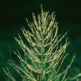 ذنب الخيل الحقلي