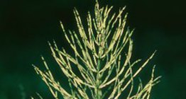 ذنب الخيل الحقلي