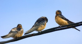 عصافير خطاف المخازن جالسة على الأسلاك