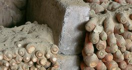 تخزين الخضروات الجذرية