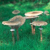 فطر البارسول