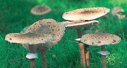 فطر البارسول