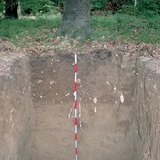 غلاف تربة الغابات البنية