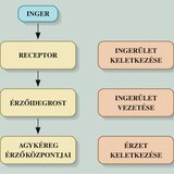 Érzékelés