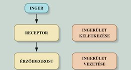 Érzékelés