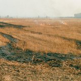 احراق القصب