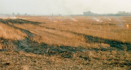 احراق القصب