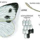 A káposztalepke felépítése