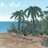 نباتات العصر الجوراسي