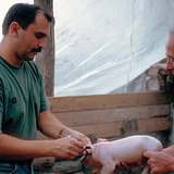 الطبيب البيطري أثناء عمله