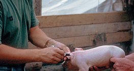 الطبيب البيطري أثناء عمله