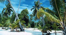 أشجار النخيل على جزيرة استوائية