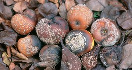 ثمار مصابة بالمونيلينيا: تفاح، أجاص، خوخ