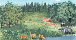 الحياة في العصر الميوسيني