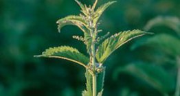 نبات القراص اللاسع