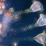 دردوري (أوالي المياه العذبة)