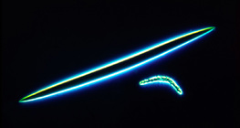 الأشواك السلكية للإسفنج - إسفنج البحيرات