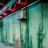 نباتات تعيش في شقوق الحجر و الإسمنت