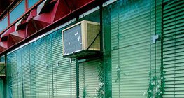 نباتات تعيش في شقوق الحجر و الإسمنت