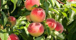 مشمش على الشجرة