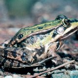 الضفدع الأوربي