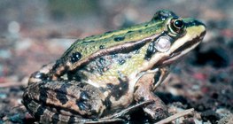 الضفدع الأوربي