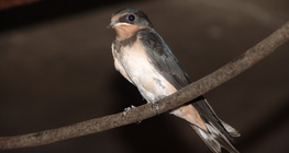 السنونو الأبيض البطن