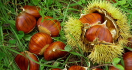 الكستناء الحلو