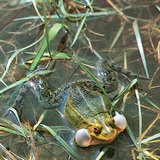 الضفدع الأوربي