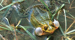 الضفدع الأوربي