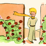 الأمير الصغير و الورود