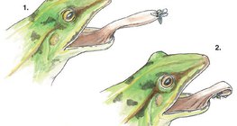 لسان الضفدع القاذفة