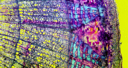 مقطع عرضي في لحاء شجرة الزيزفون (مصبوغة مع خلفية ملونة)