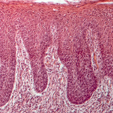 مقطع عرضي للسان البشري