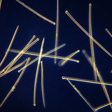 شويكات الإسفنج (Suberites domuncula)