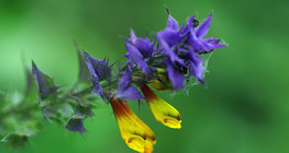 الميلامبيروم الأزرق