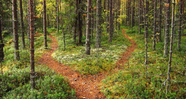 طريق في الغابة