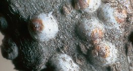 حشرات قشرية