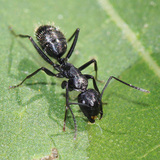 نملة