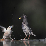 بلبل زيتوني و زرزور أوروبي