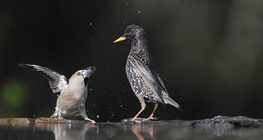 بلبل زيتوني و زرزور أوروبي