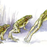 تقنية قفز الضفدع