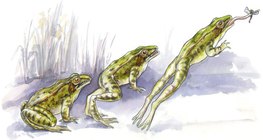 تقنية قفز الضفدع